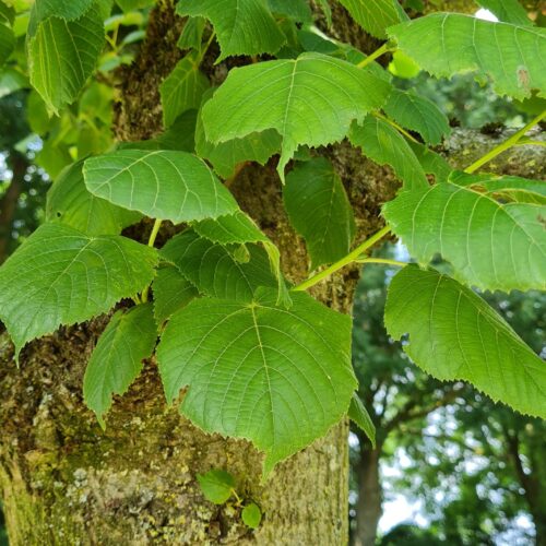 Jonge Koningslinde | Hoogstam