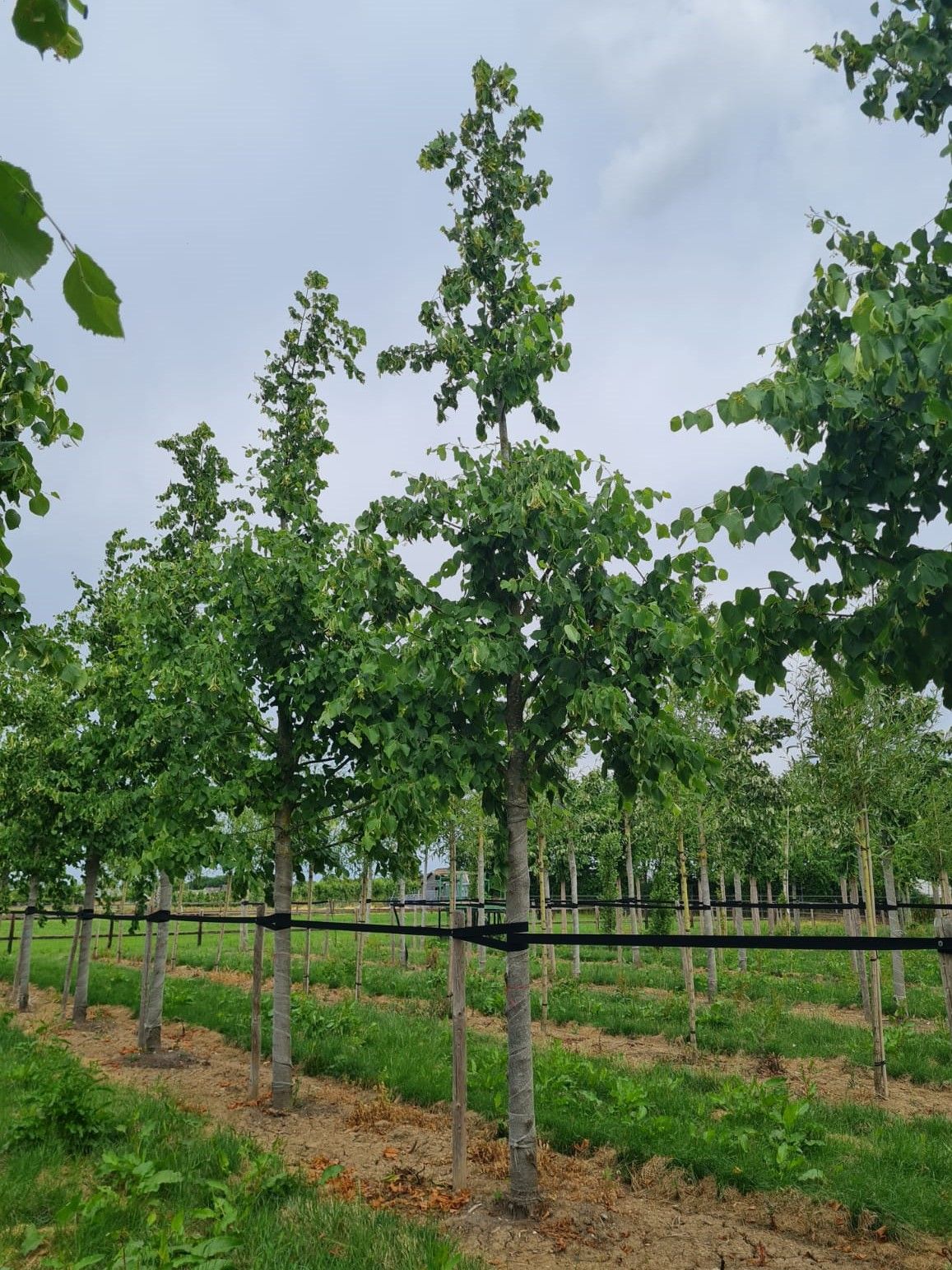 Jonge Koningslinde | Hoogstam