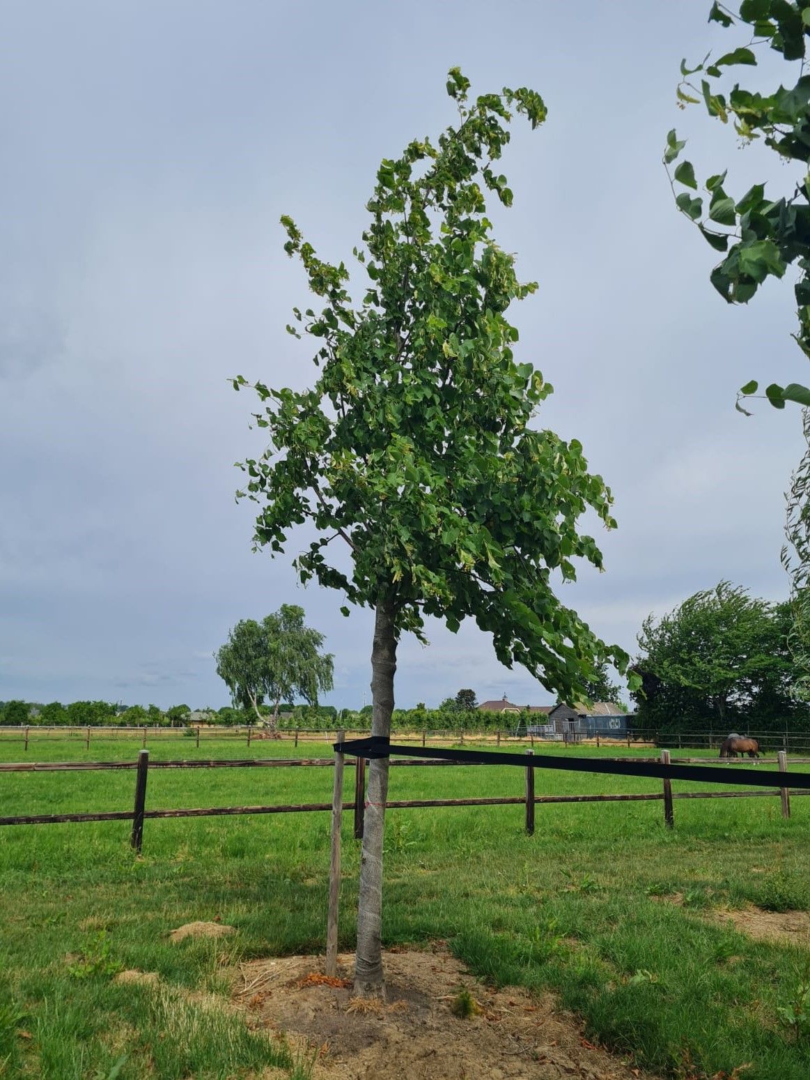 Jonge Koningslinde | Hoogstam