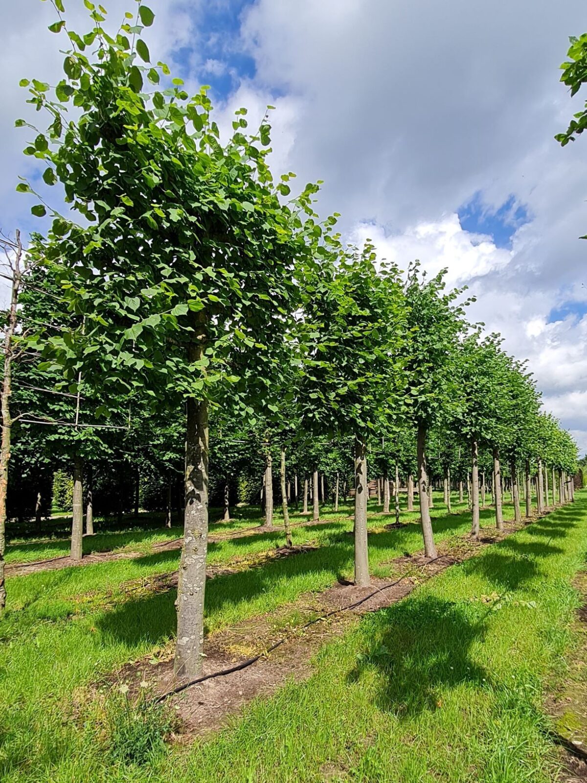 Jonge Lindeboom | Leivorm