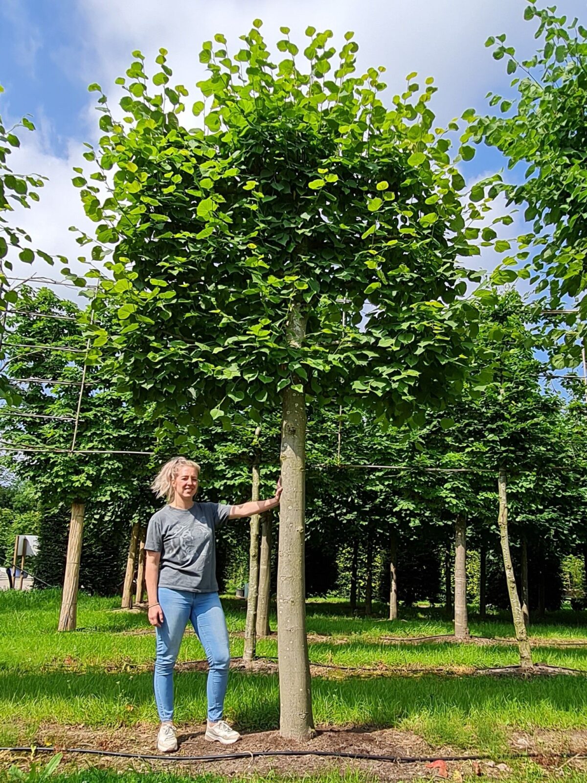 Jonge Lindeboom | Leivorm