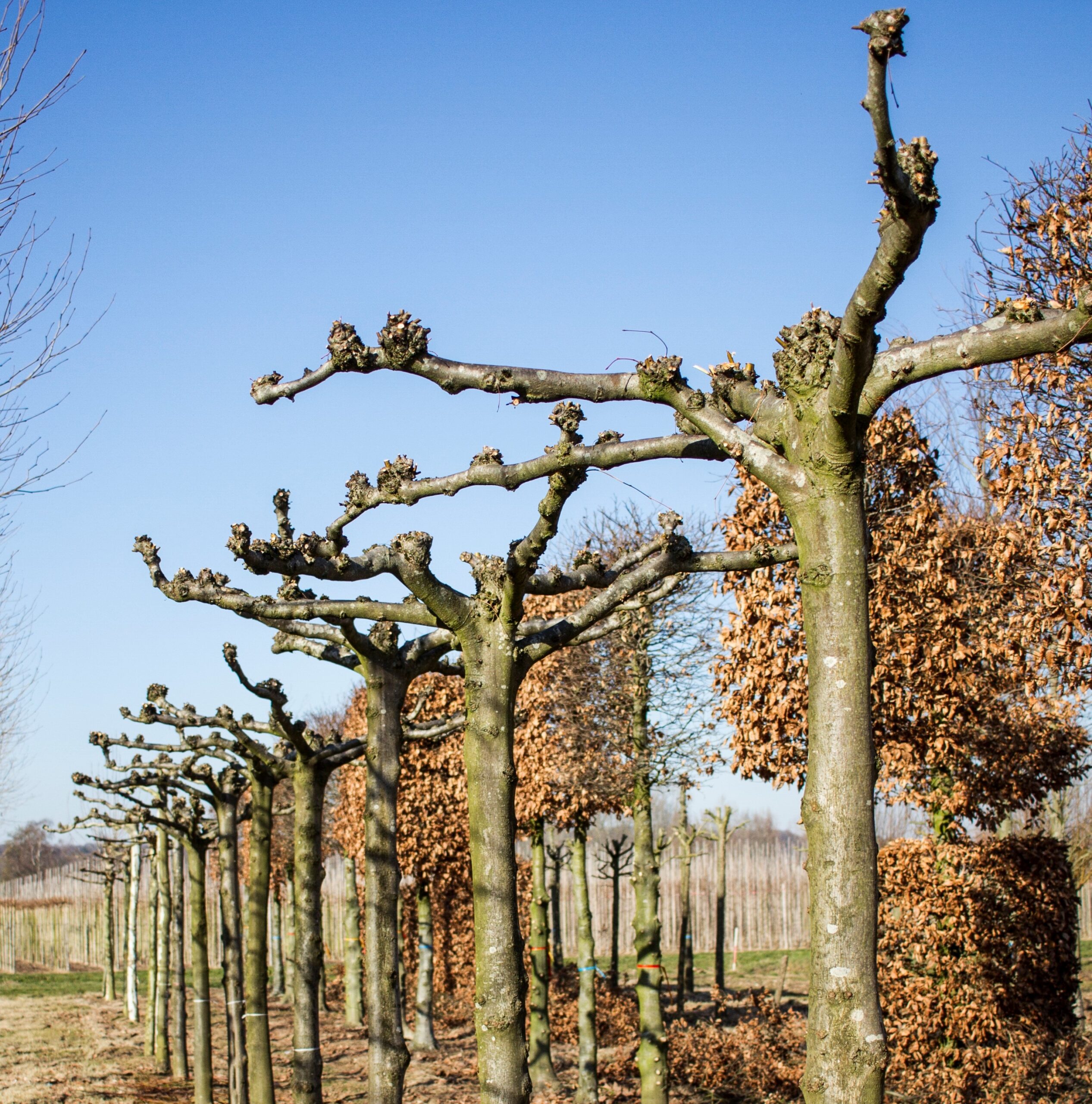 Volwassen Koningslinde | Dakvorm