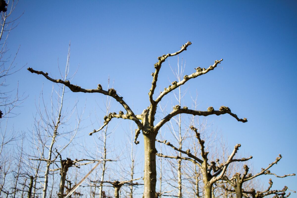 koningslinde Volwassen Koningslinde | Dakvorm