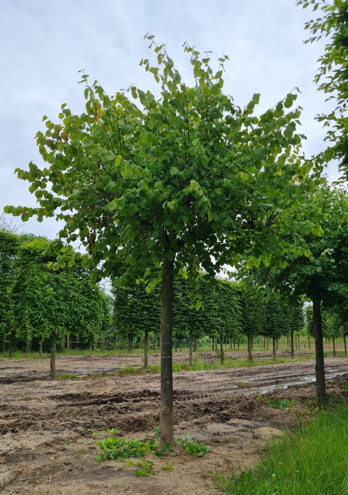 koningslinde Volwassen Koningslinde | Dakvorm