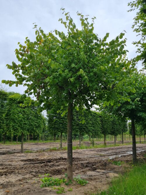 Zomerlinde | Dakvorm