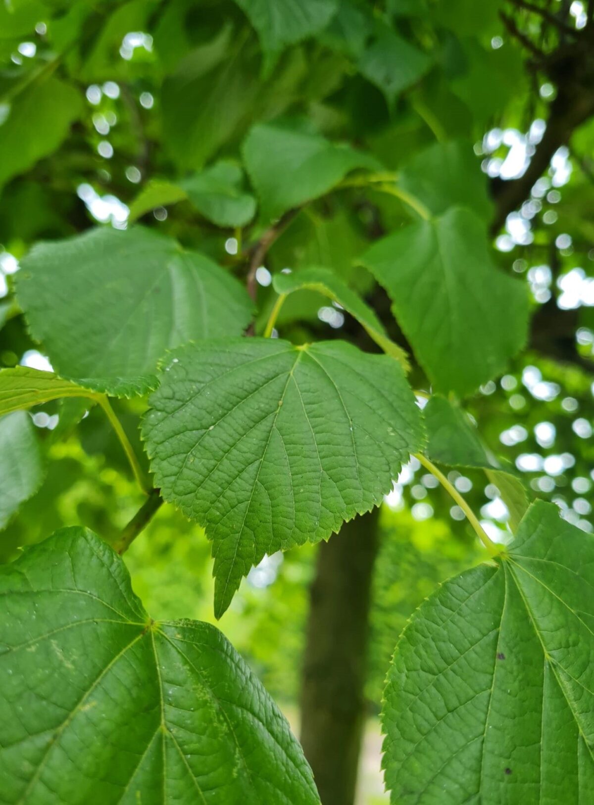 koningslinde Volwassen Koningslinde | Dakvorm