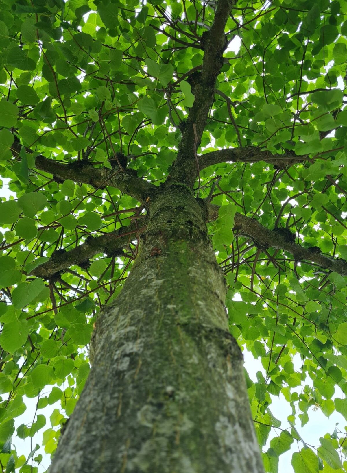 koningslinde Volwassen Koningslinde | Dakvorm