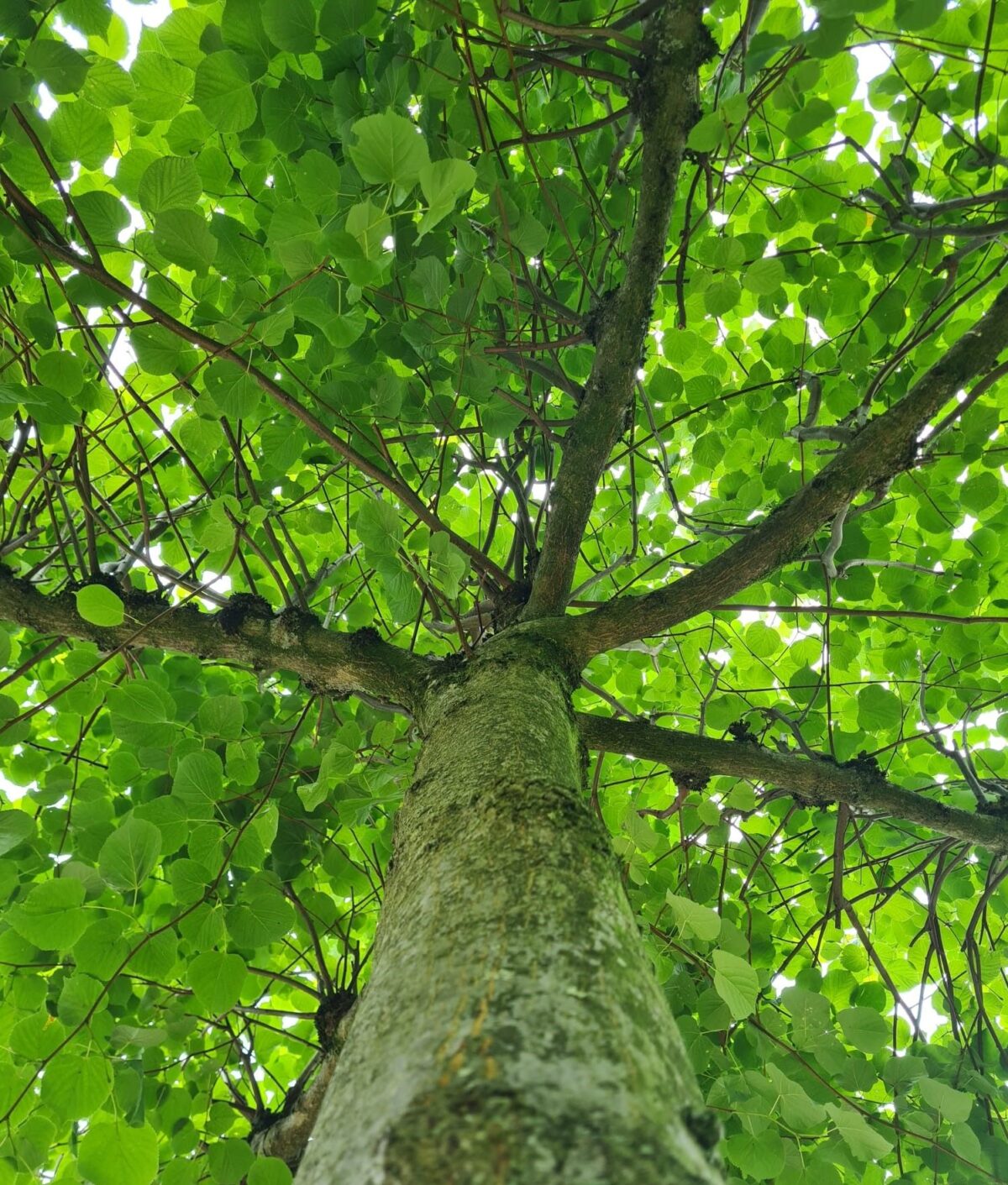 koningslinde Volwassen Koningslinde | Dakvorm