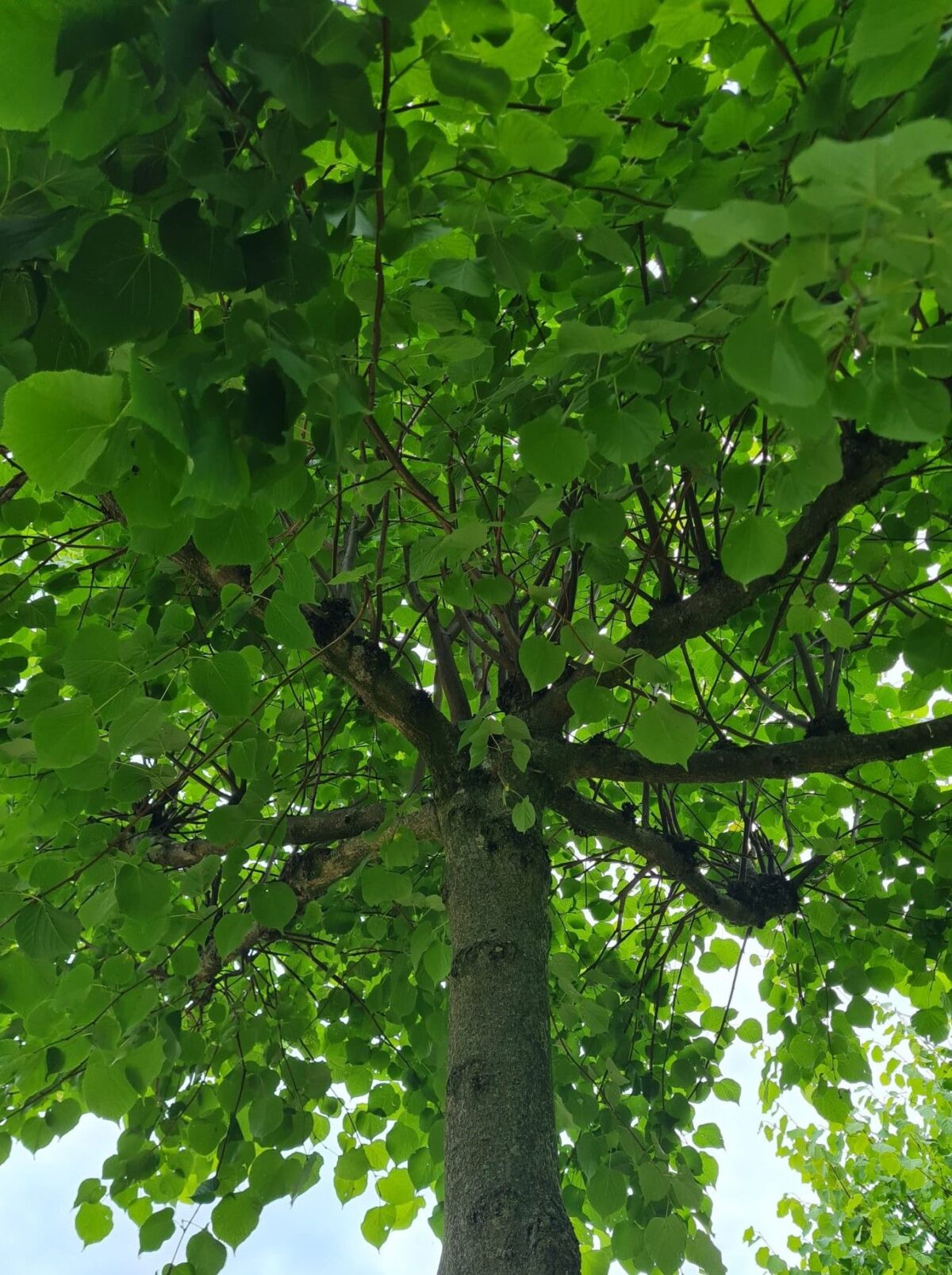 koningslinde Volwassen Koningslinde | Dakvorm