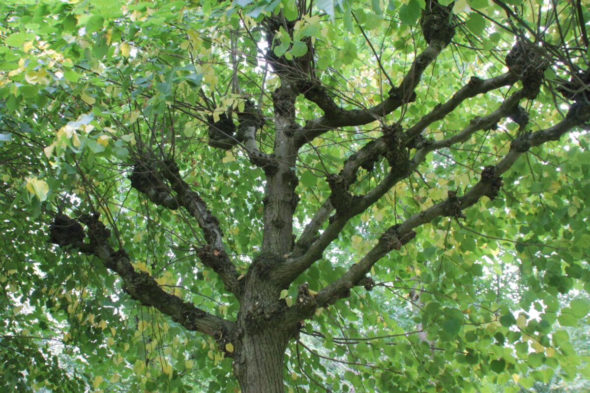 koningslinde-lei-karaktervorm Volwassen Koningslinde | Leivorm