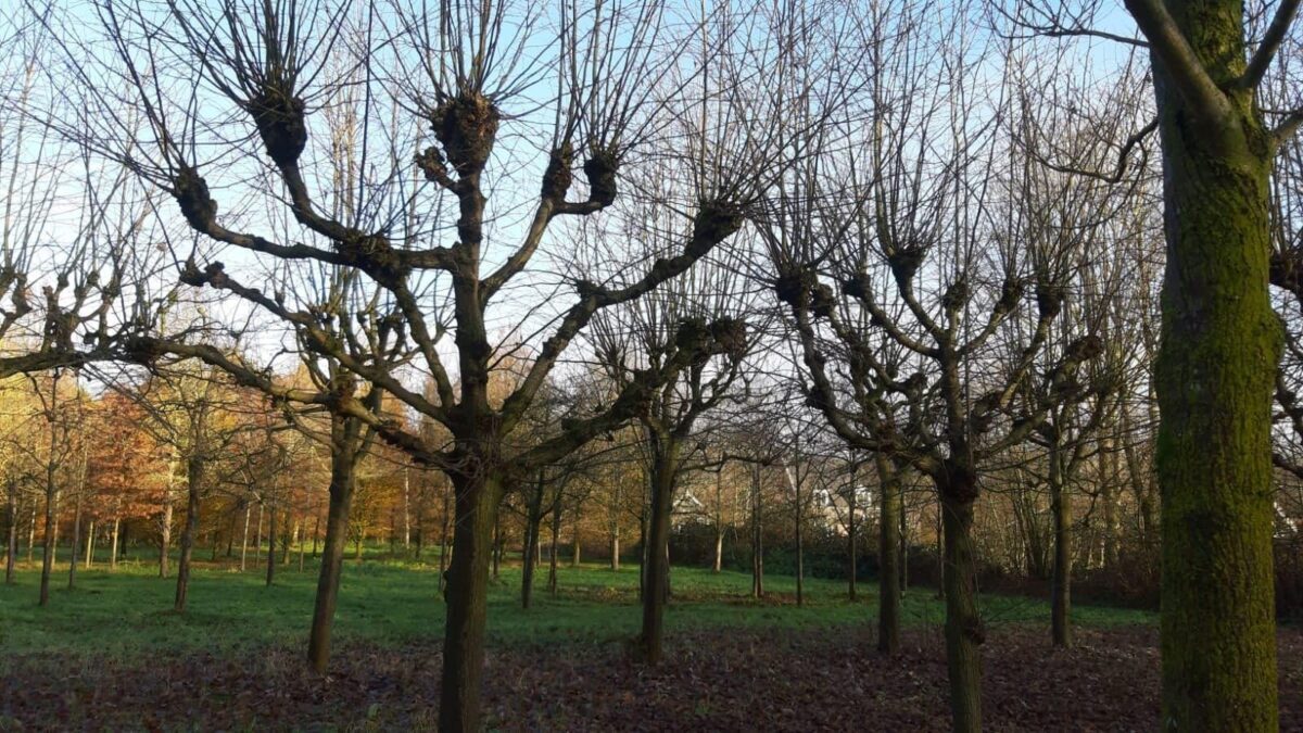 koningslinde-lei-karaktervorm Volwassen Koningslinde | Leivorm