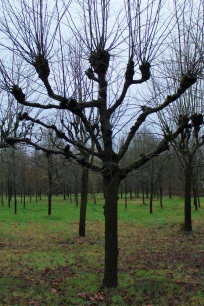koningslinde-lei-karaktervorm Volwassen Koningslinde | Leivorm