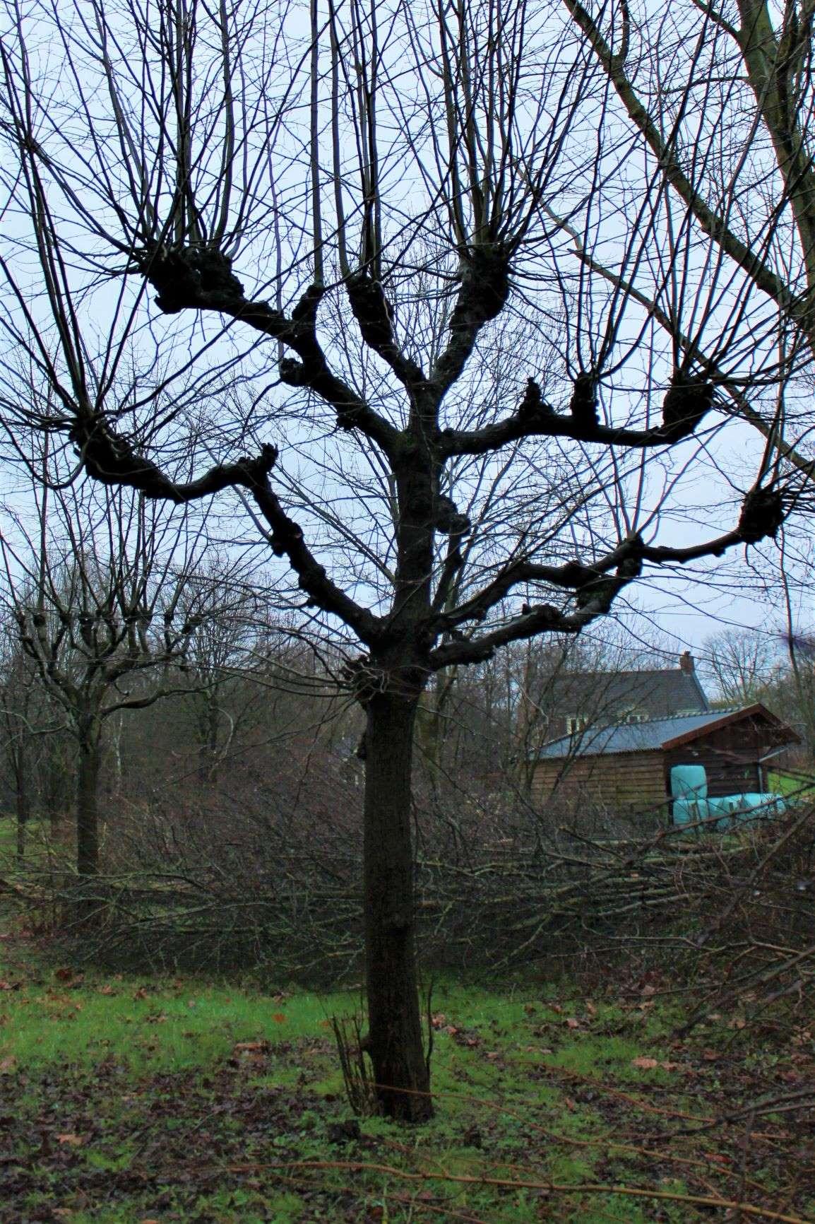 koningslinde-lei-karaktervorm Volwassen Koningslinde | Leivorm