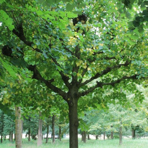 Volwassen Koningslinde | Leivorm