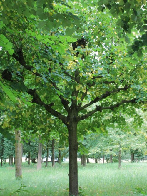 Koningslinde | Leivorm