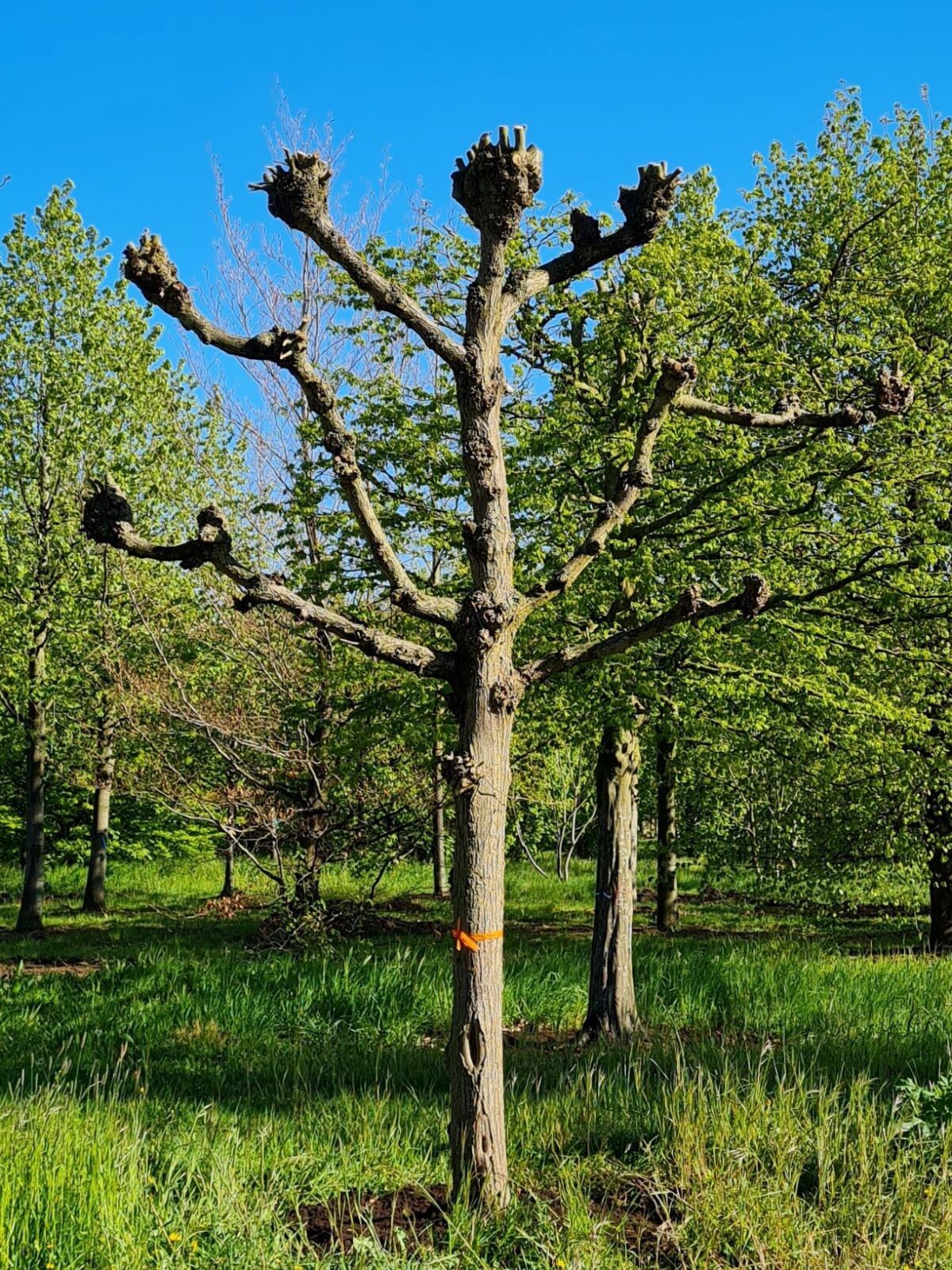 koningslinde-lei-karaktervorm Volwassen Koningslinde | Leivorm