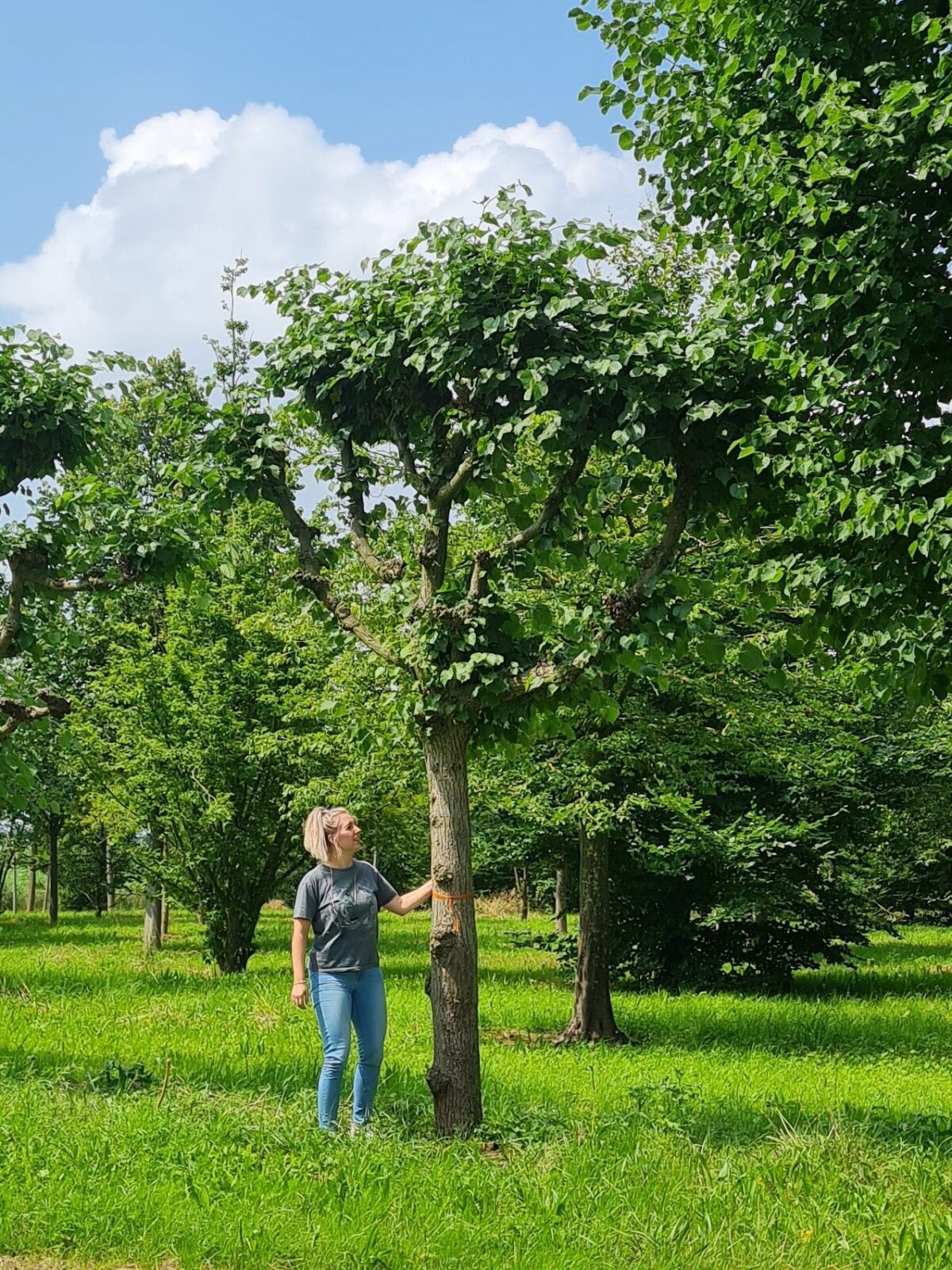 koningslinde-lei-karaktervorm Volwassen Koningslinde | Leivorm