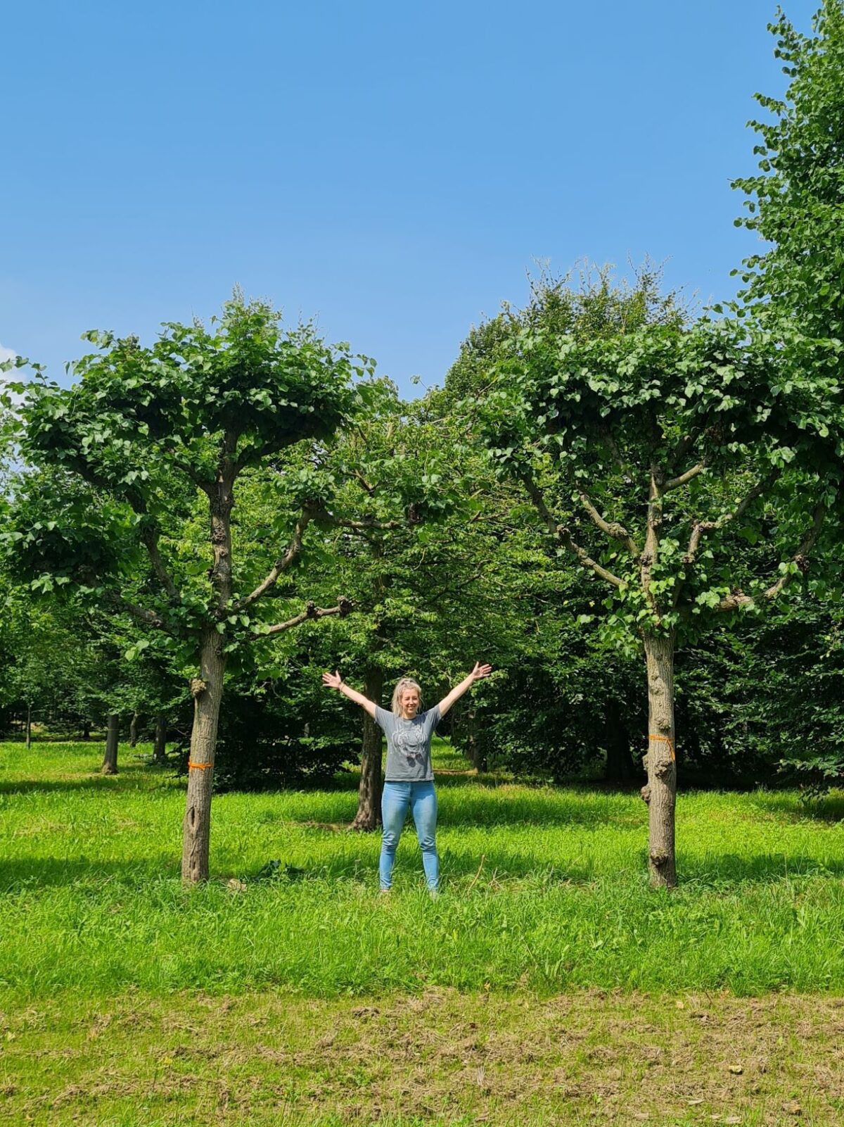 koningslinde-lei-karaktervorm Volwassen Koningslinde | Leivorm