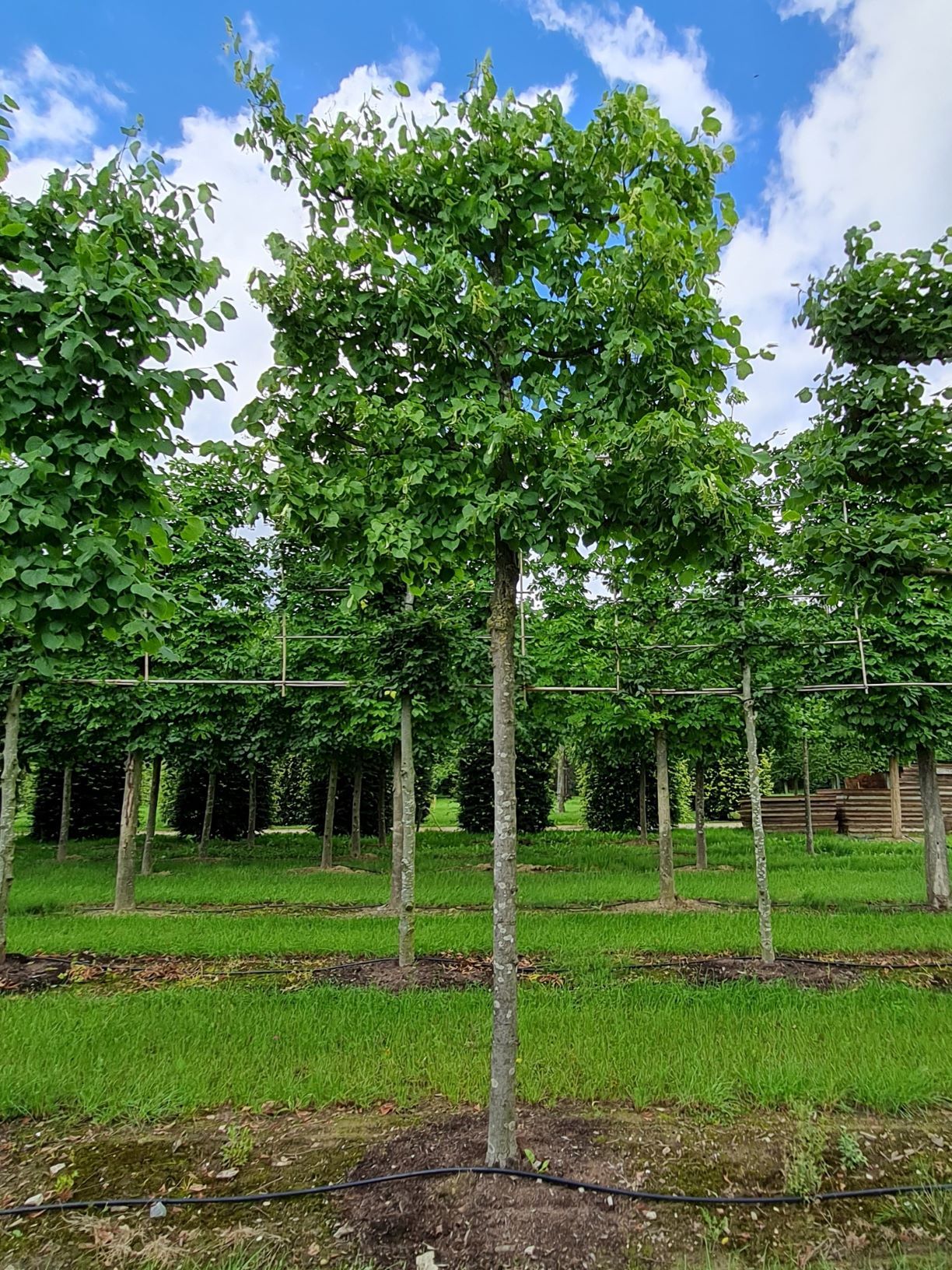 Volwassen Lindeboom | Leivorm