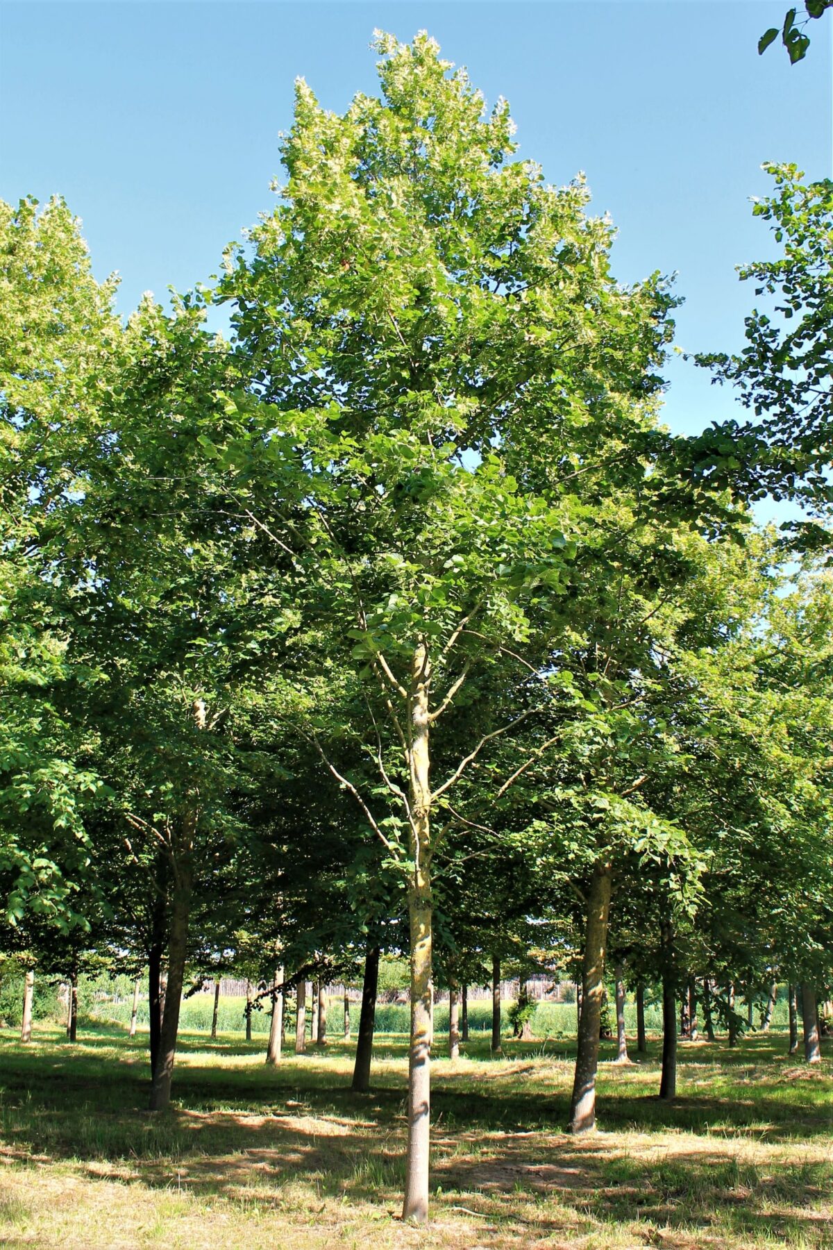 krimlinde Volwassen Krimlinde | Hoogstam