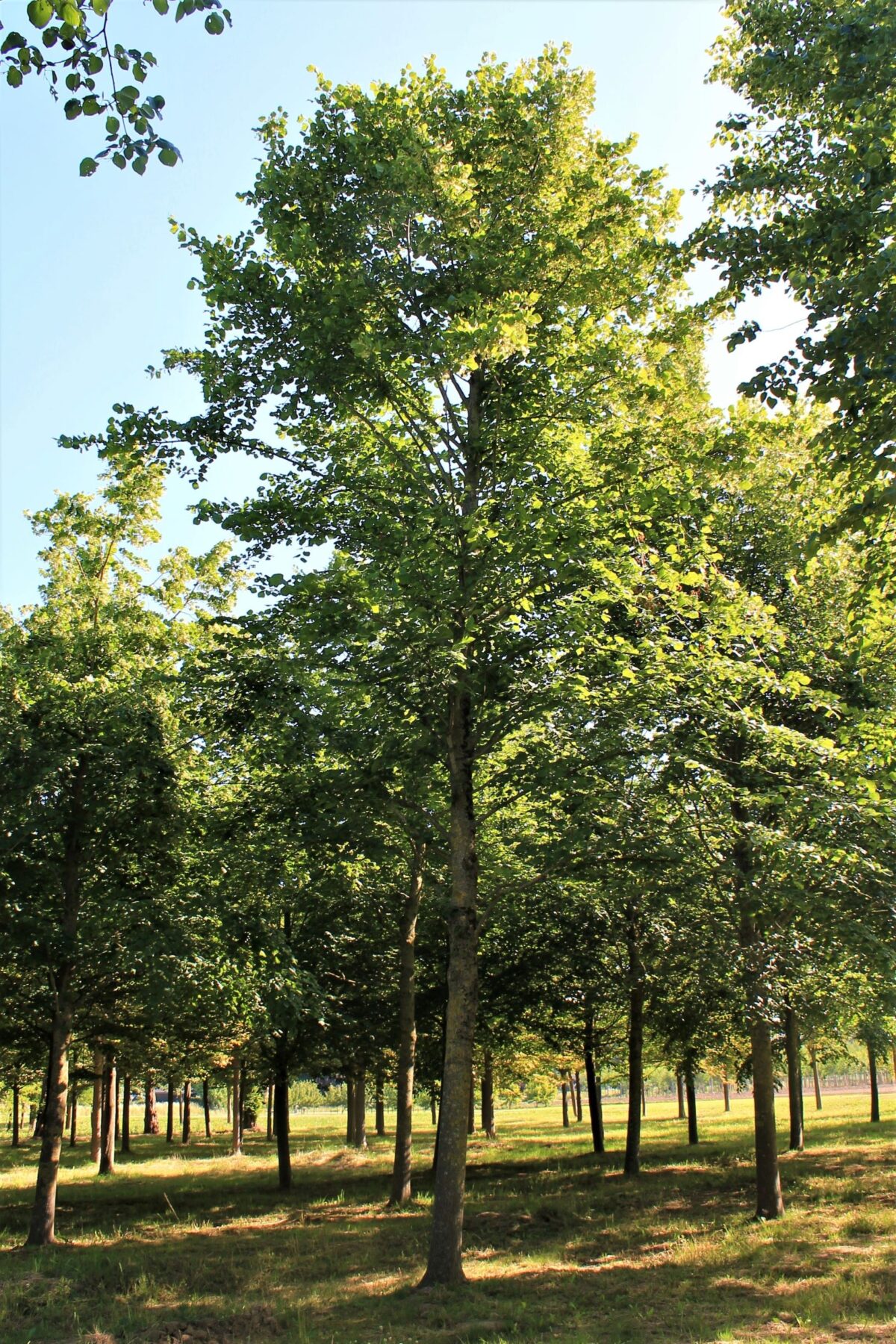 krimlinde Volwassen Krimlinde | Hoogstam