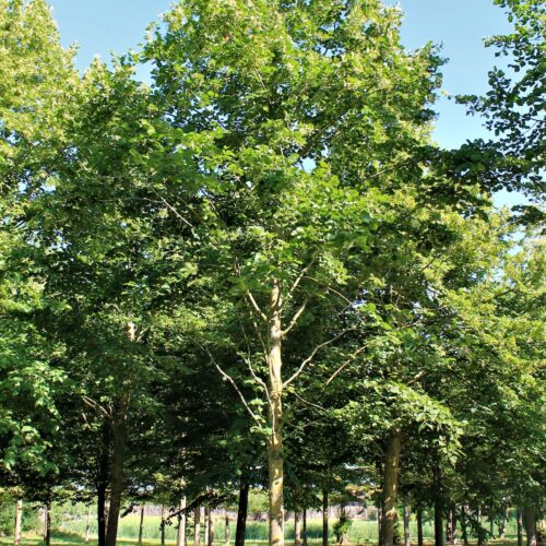 Volwassen Krimlinde | Hoogstam