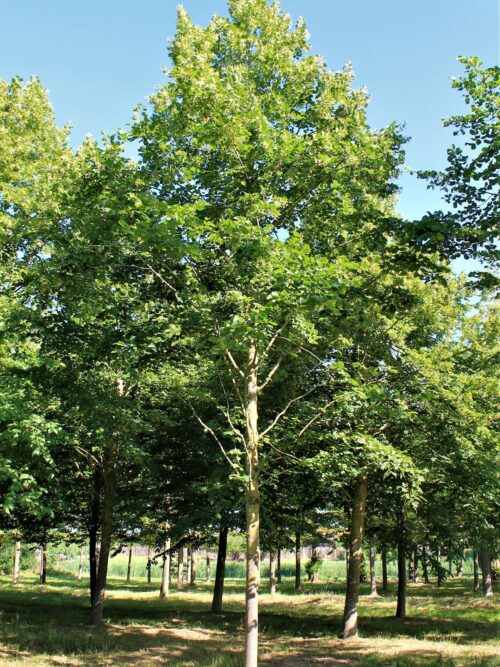 Krimlinde | Hoogstam