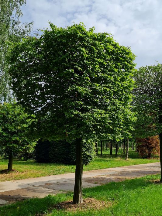 Jonge Haagbeuk | Blokvorm