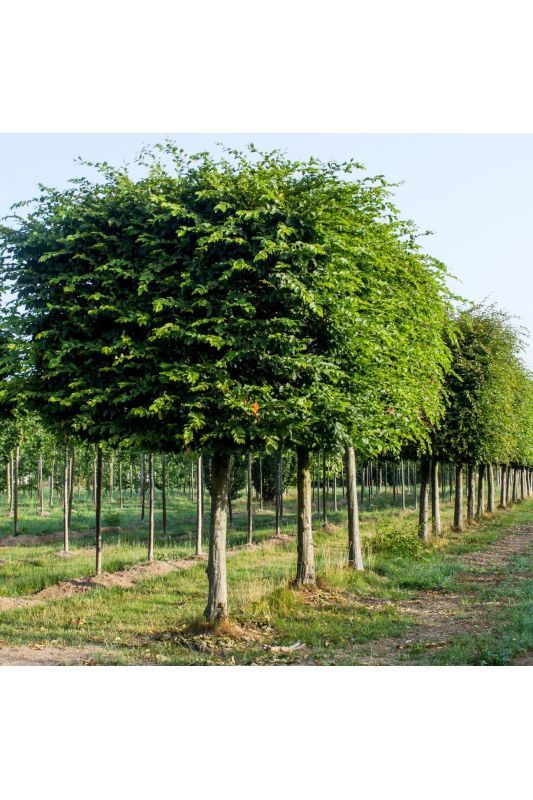Jonge Haagbeuk | Blokvorm
