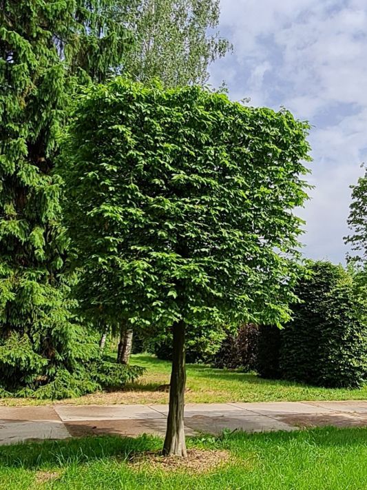 Jonge Haagbeuk | Blokvorm