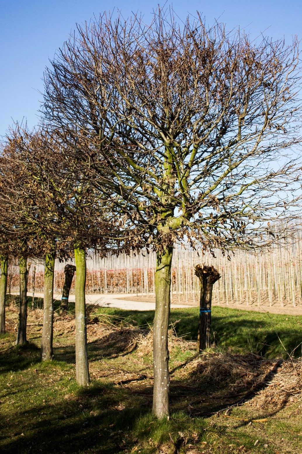 Volwassen Haagbeuk | Blokvorm