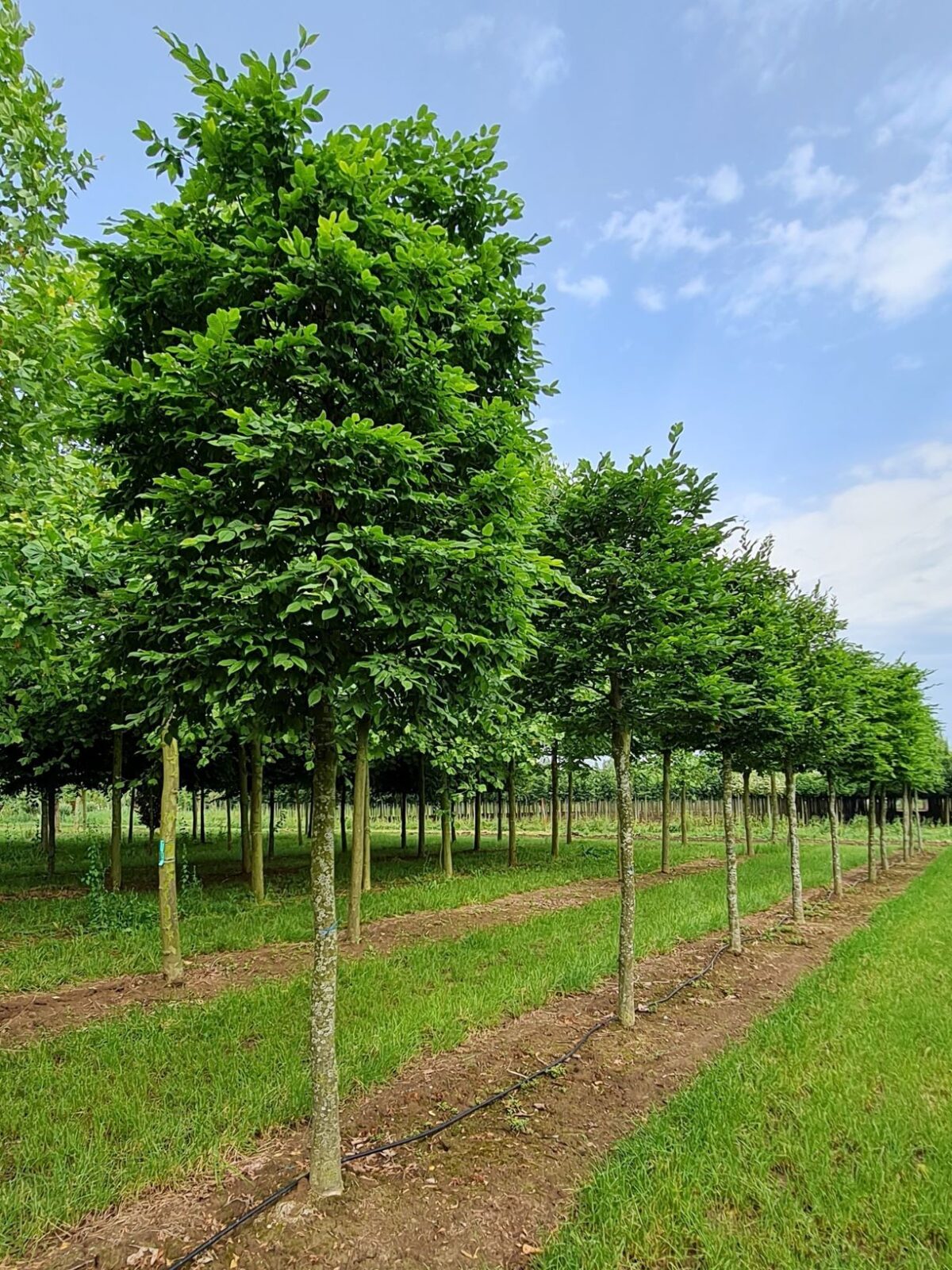 Volwassen Haagbeuk | Blokvorm