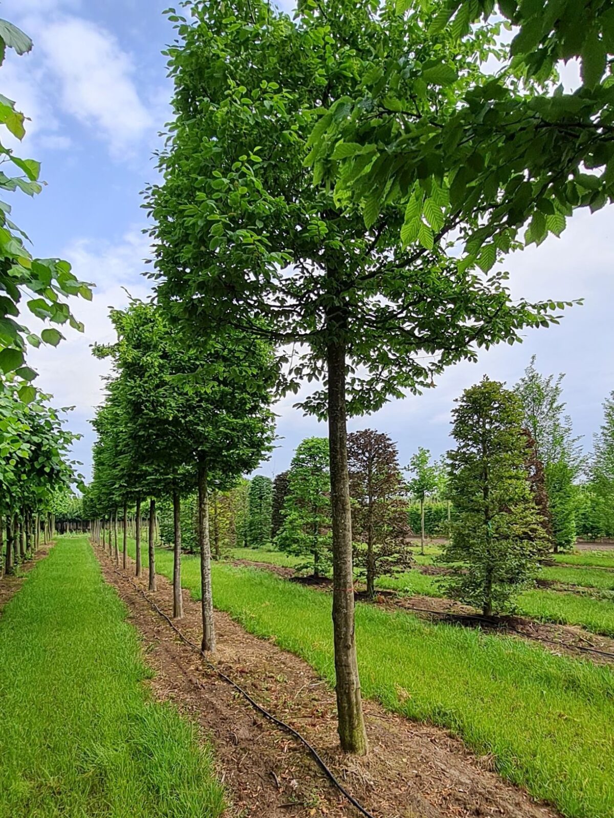 Volwassen Haagbeuk | Blokvorm