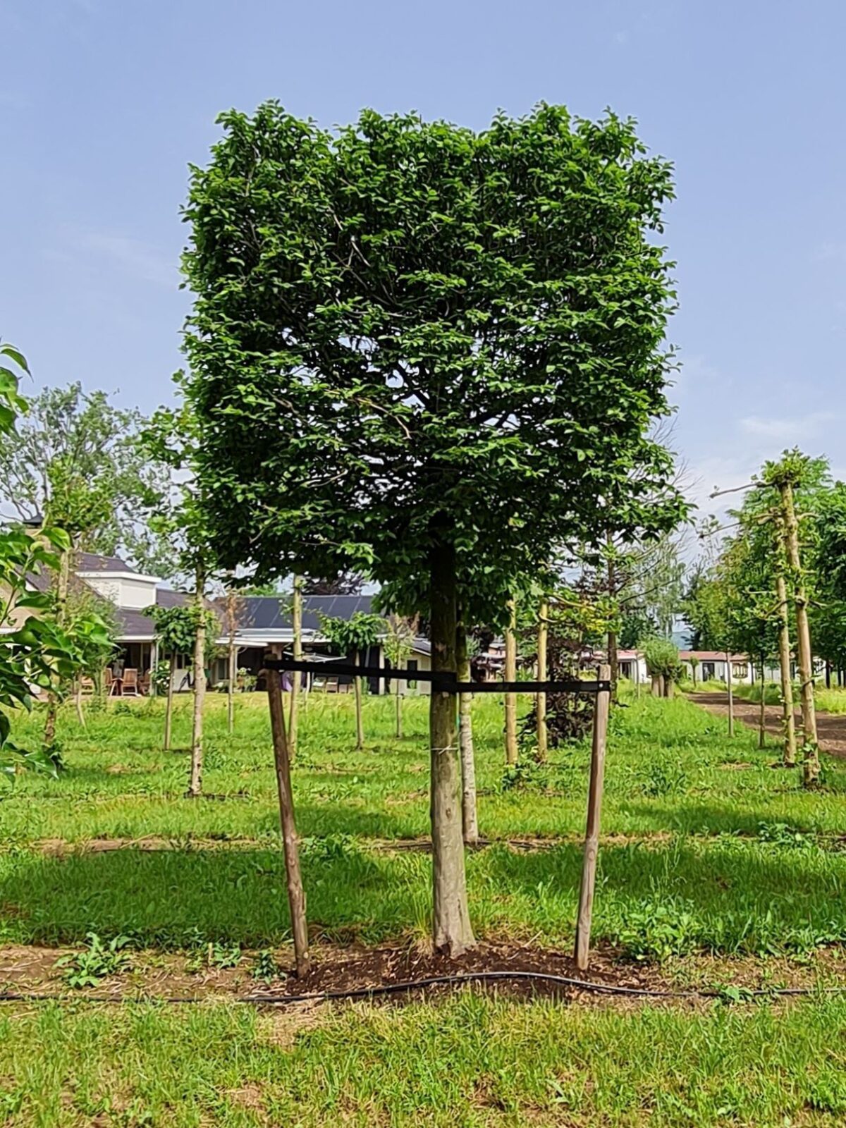 Volwassen Haagbeuk | Blokvorm