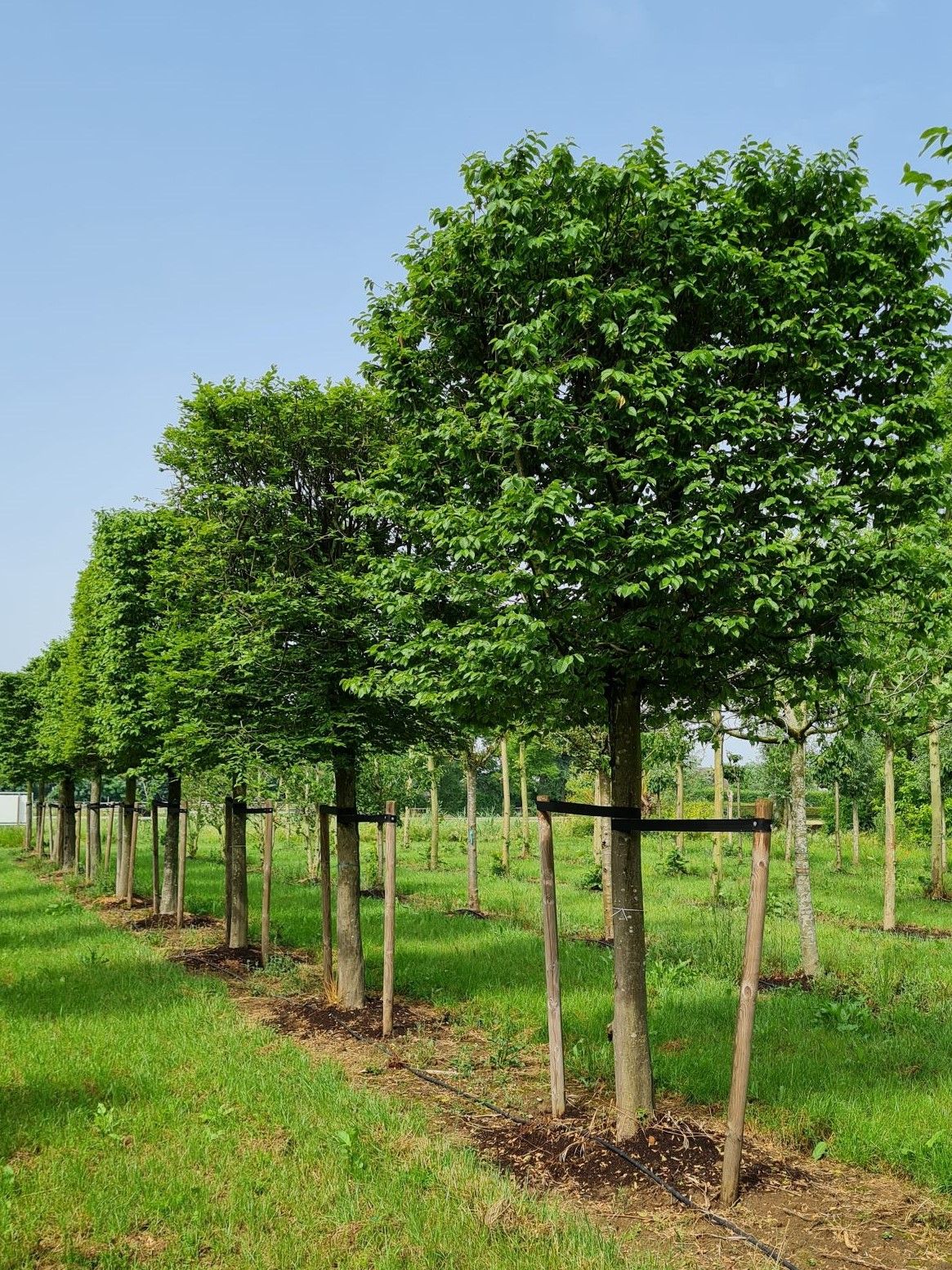 Volwassen Haagbeuk | Blokvorm
