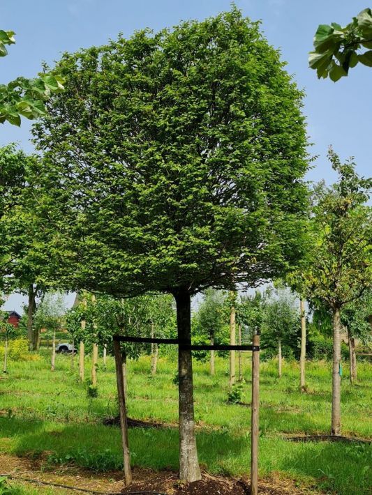 Volwassen Haagbeuk | Blokvorm