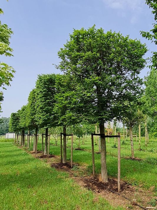 Volwassen Haagbeuk | Blokvorm