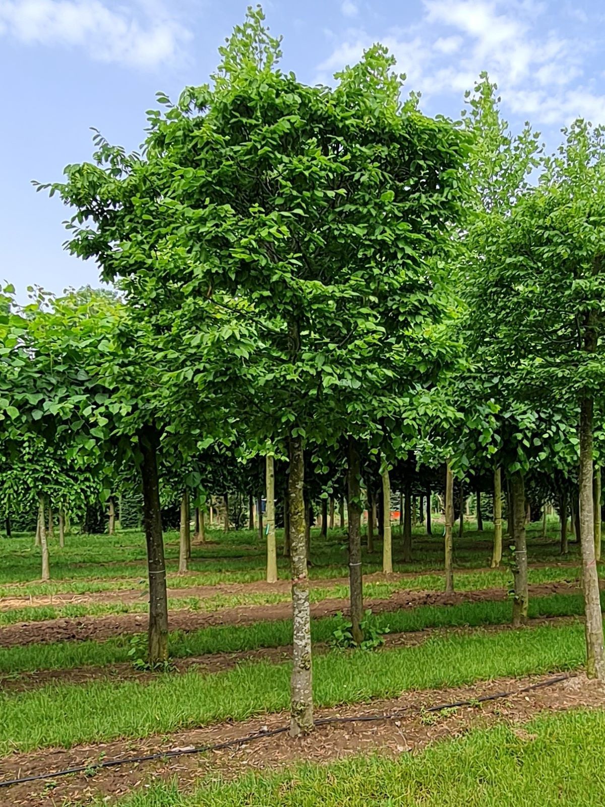 Jonge Haagbeuk | Blokvorm