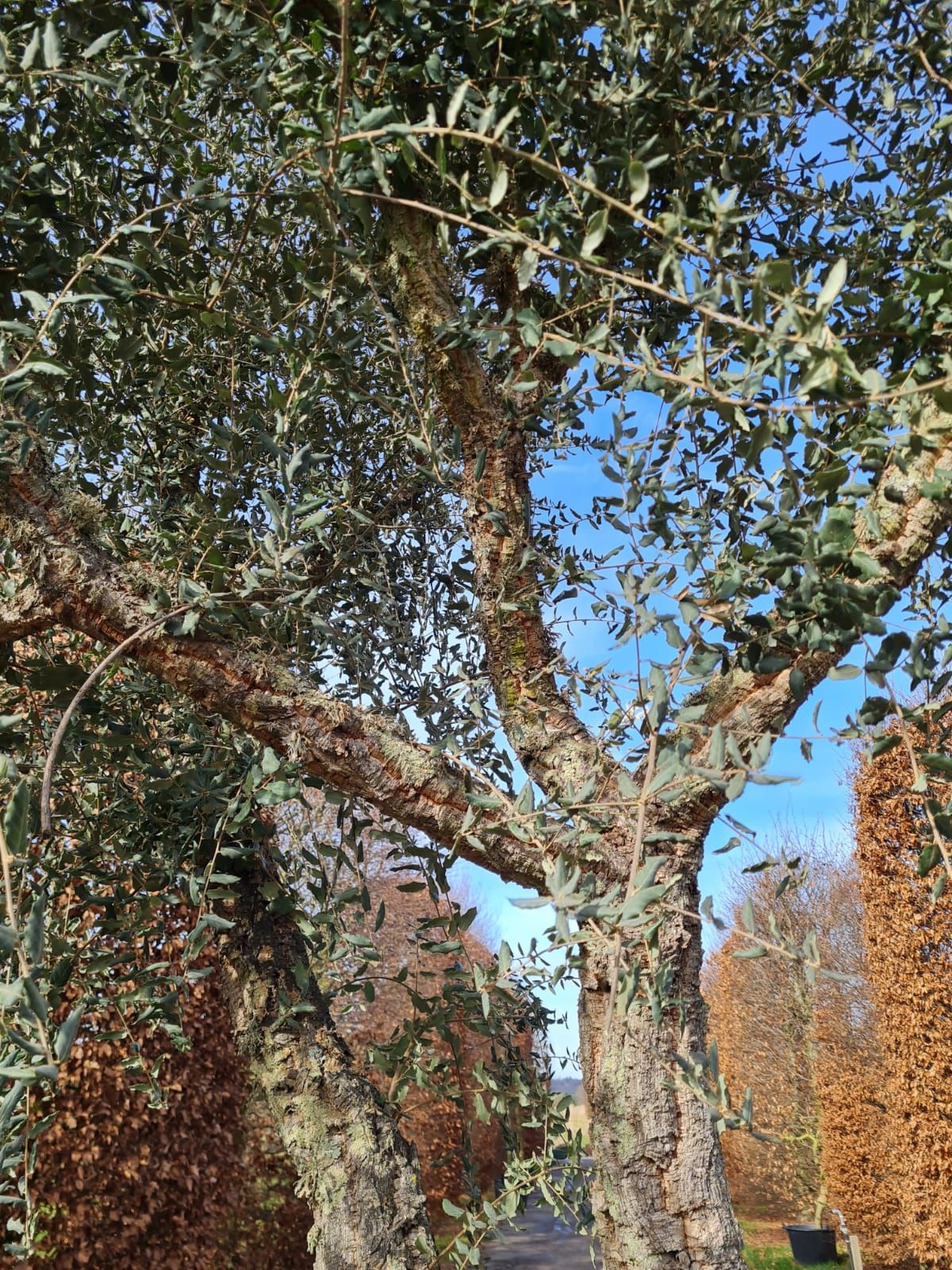 Volwassen Kurkeik | Hoogstam