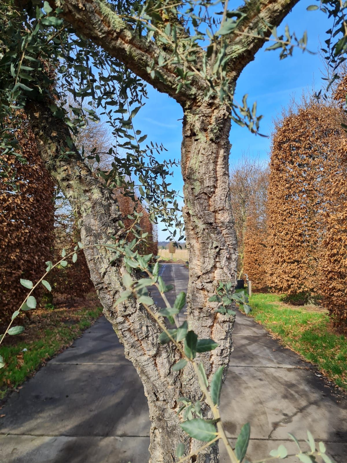 Volwassen Kurkeik | Hoogstam