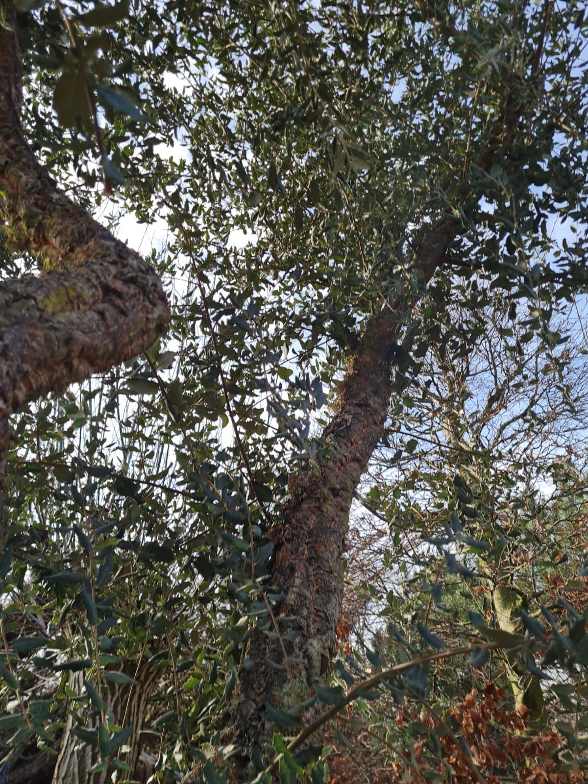 Volwassen Kurkeik | Hoogstam