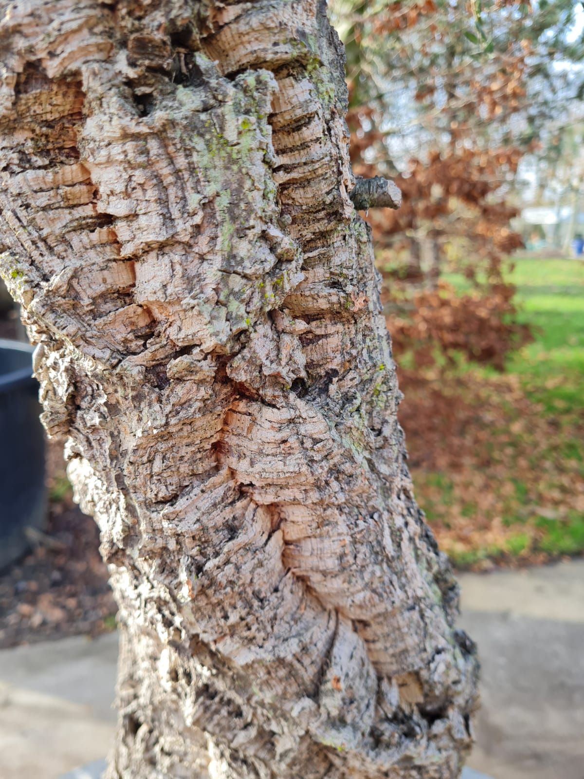 Volwassen Kurkeik | Hoogstam