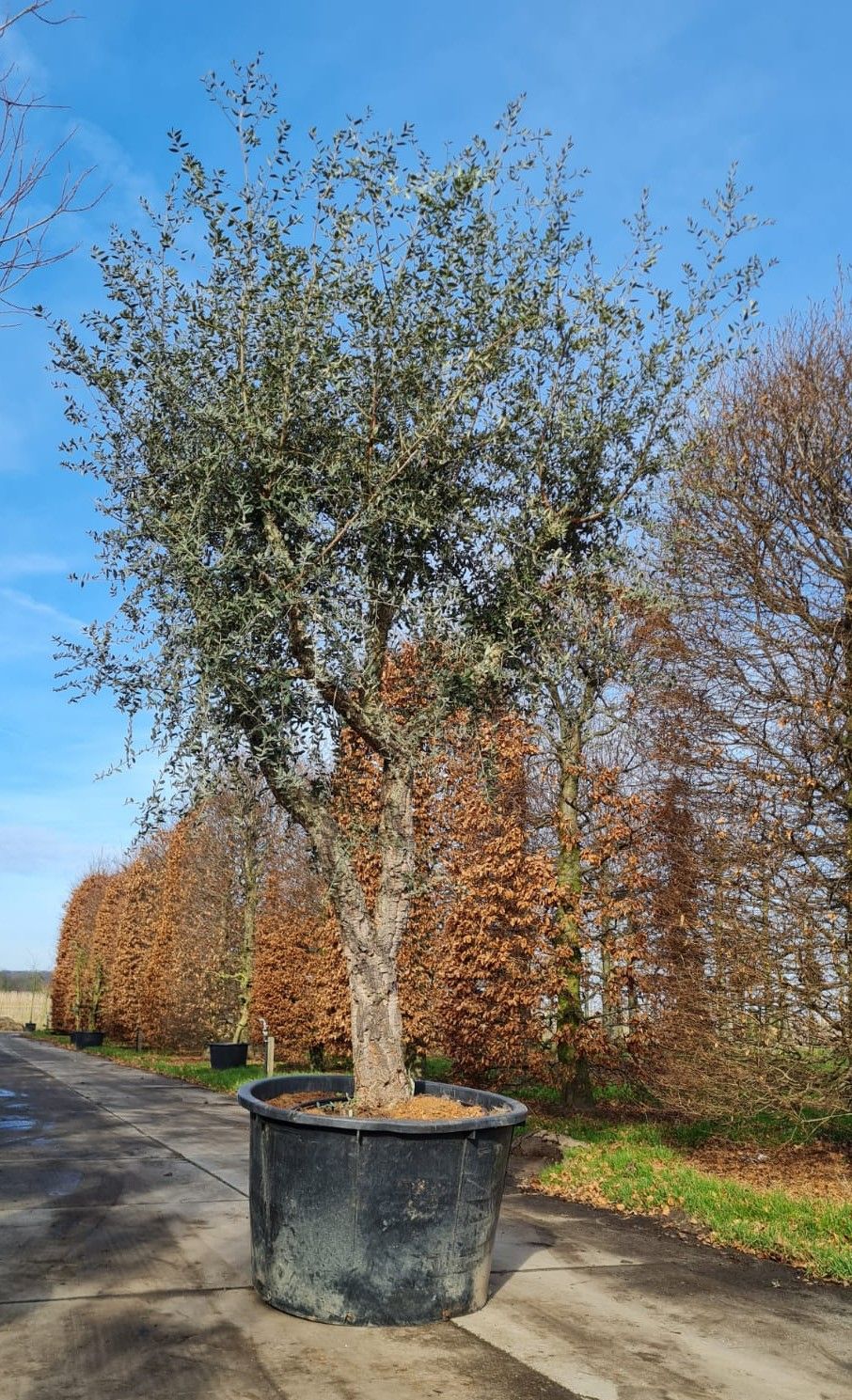 Volwassen Kurkeik | Hoogstam