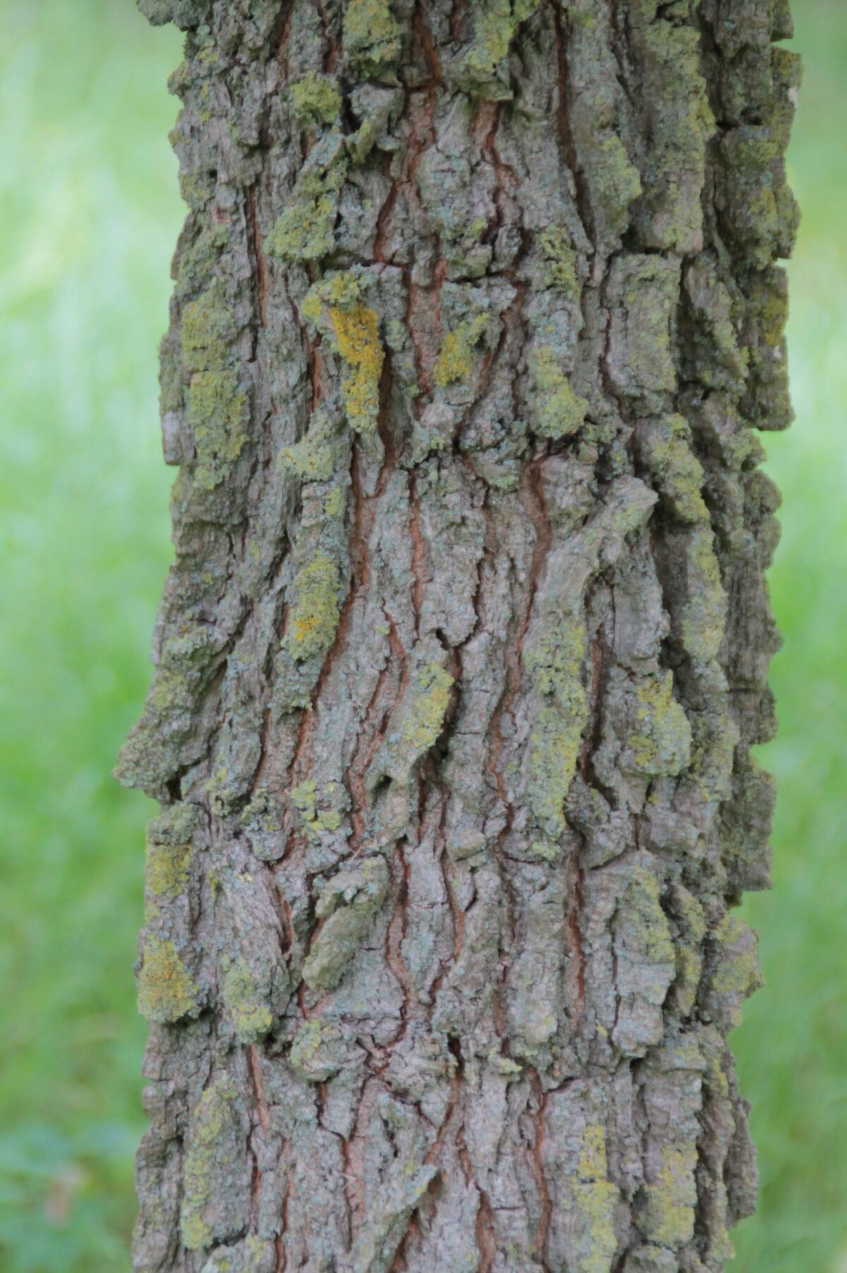 Volwassen Kurkiep | Hoogstam