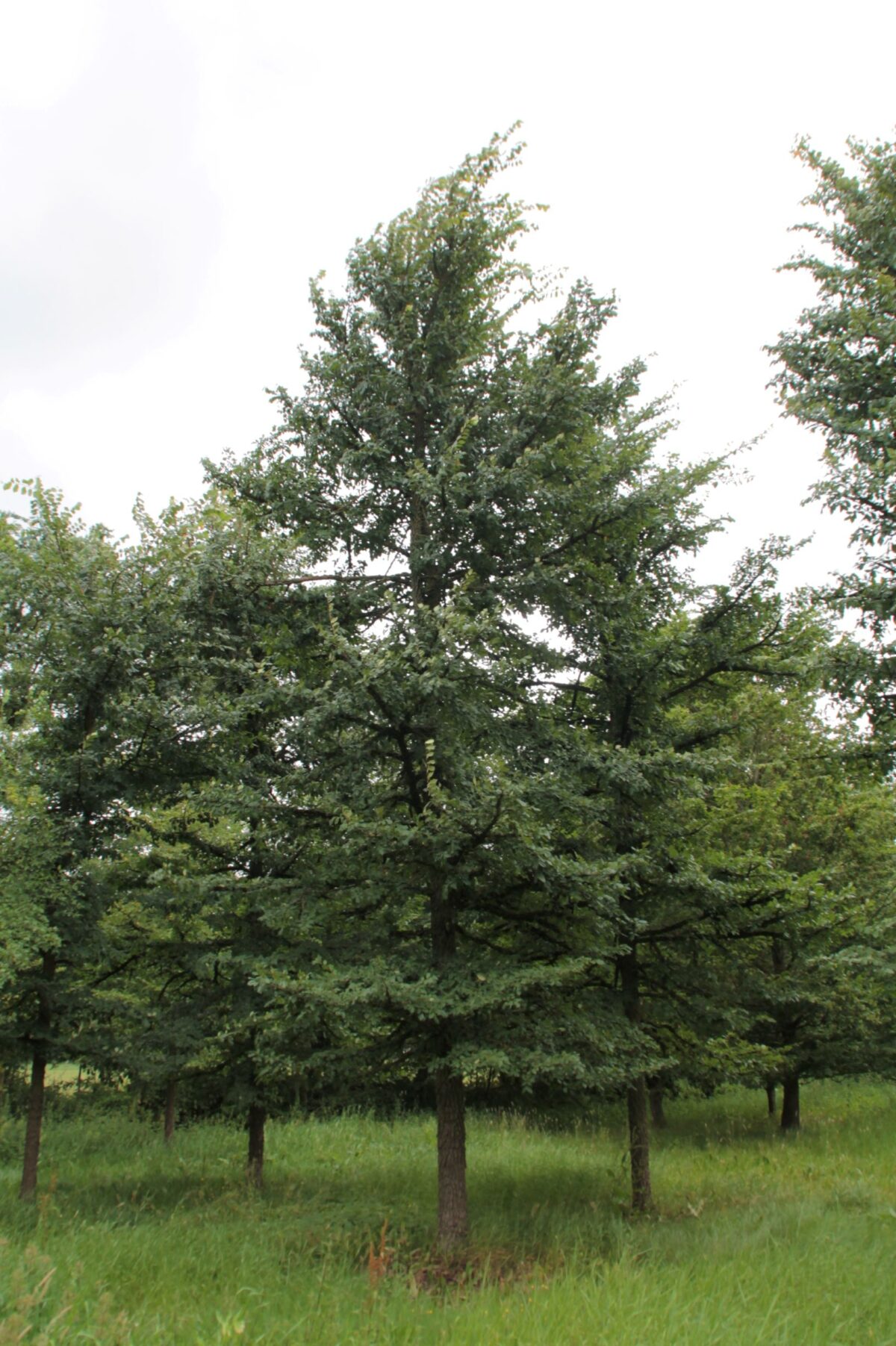 Volwassen Kurkiep | Hoogstam