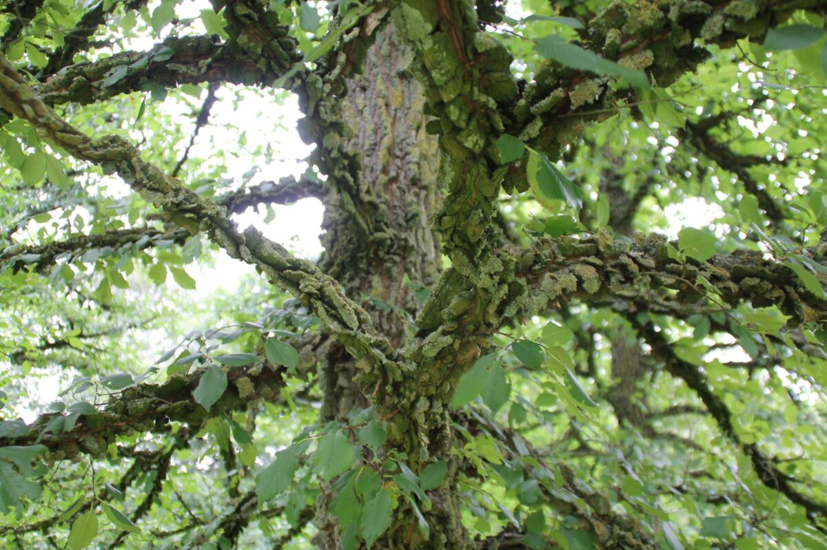 Volwassen Kurkiep | Hoogstam