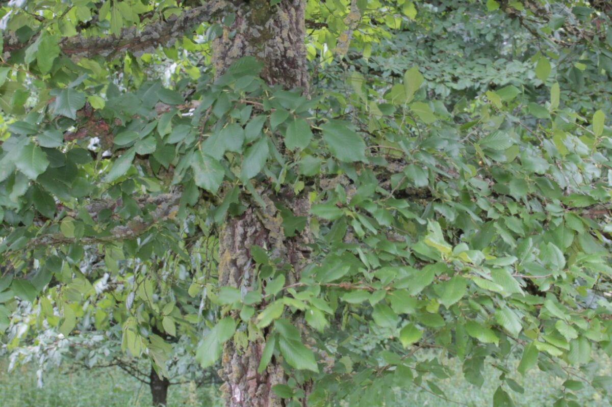 Volwassen Kurkiep | Hoogstam