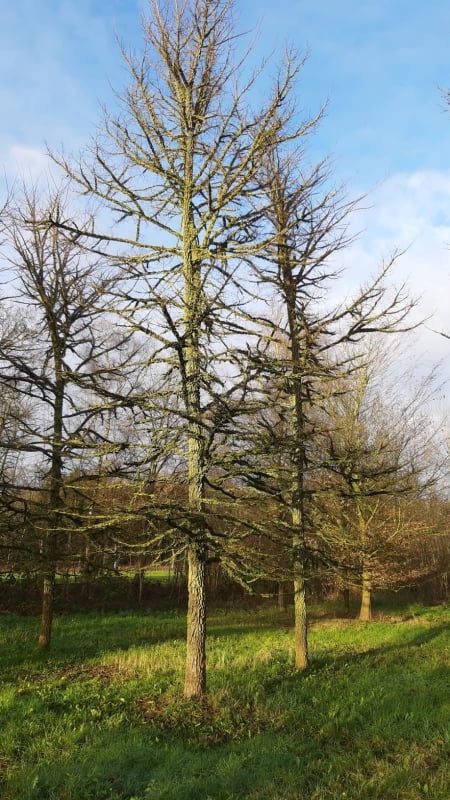 Volwassen Kurkiep | Hoogstam