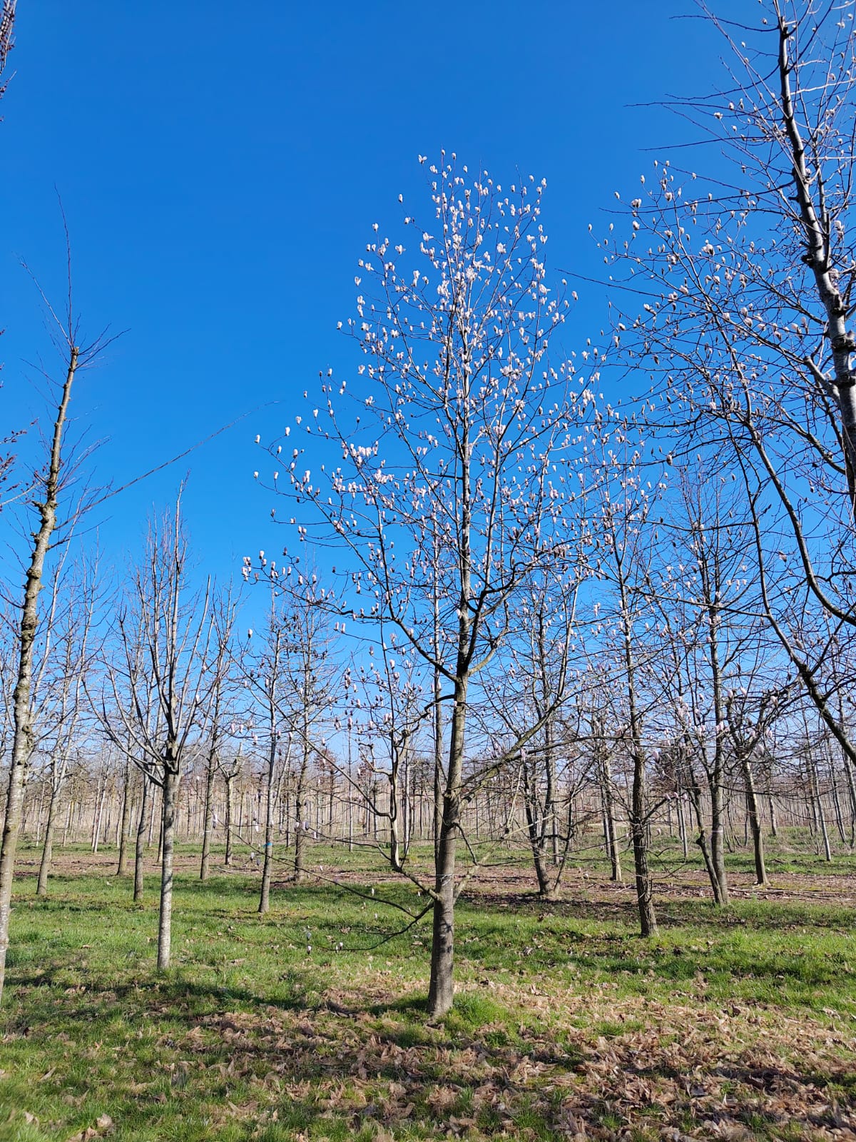 Japanse magnolia | Laagstam