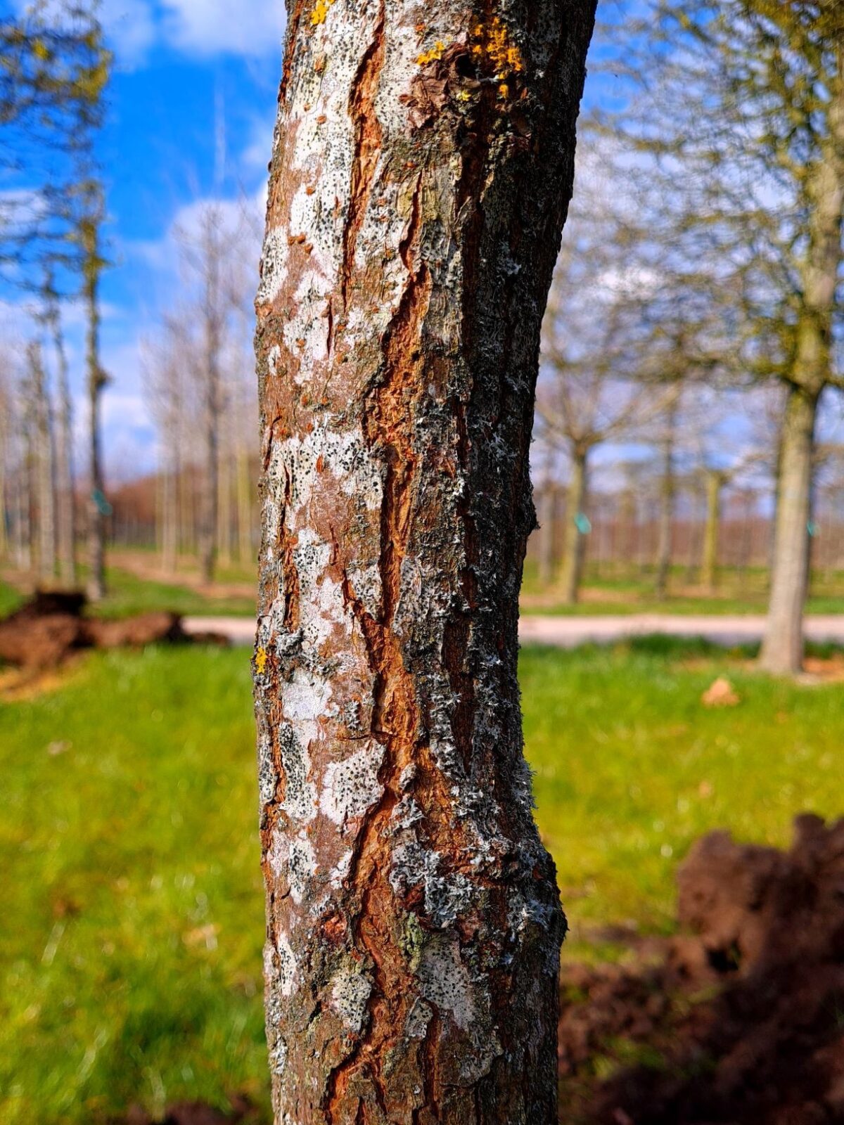 Jonge Lampionboom | Hoogstam